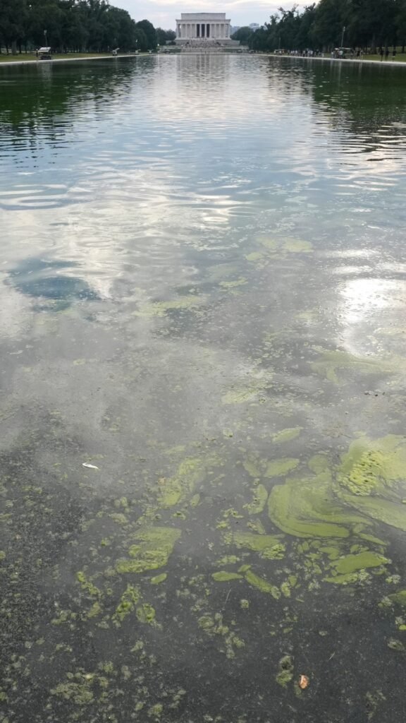 The reflection pool is completely green with algae again and will likely remain that way.An algae bloom has turned the L...