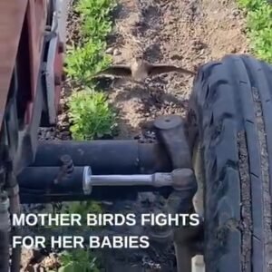 This mama bird threw herself in front of a moving tractor. Watch why. Wings spread, refusing to move, she begged the dr...