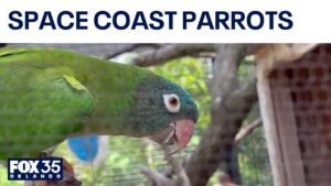 South American parrots draw attention on Florida’s Space Coast