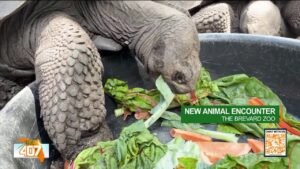 A sneak peek of Brevard Zoo's newest animal encounter