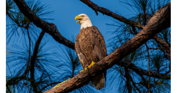 Florida State Parks Offers Free Admission over July 4th Weekend in Celebration of America’s 250 Years of Independence - TAPinto