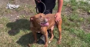 Brevard County deputies looking for alleged shooter that shot a stray dog in the head