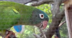 Exotic South American parrots thriving in wild colonies on Florida's Space Coast